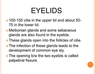 EYELIDS
 100-150 cilia in the upper lid and about 50-
75 in the lower lid.
 Meibonian glands and some sebaceous
glands are also found in the eyelids.
 These glands open into the follicles of cilia.
 The infection of these glands leads to the
development of common eye sty.
 The opening b/w the two eyelids is called
palpebral fissure.
 