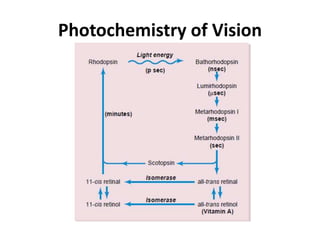 Photochemistry of Vision
 