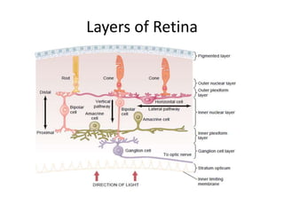 Layers of Retina
 