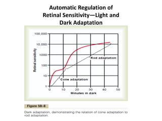 Automatic Regulation of
Retinal Sensitivity—Light and
Dark Adaptation
 