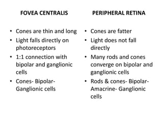 FOVEA CENTRALIS
• Cones are thin and long
• Light falls directly on
photoreceptors
• 1:1 connection with
bipolar and ganglionic
cells
• Cones- Bipolar-
Ganglionic cells
PERIPHERAL RETINA
• Cones are fatter
• Light does not fall
directly
• Many rods and cones
converge on bipolar and
ganglionic cells
• Rods & cones- Bipolar-
Amacrine- Ganglionic
cells
 