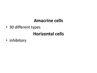 Amacrine cells
• 30 different types
Horizontal cells
• inhibitory
 