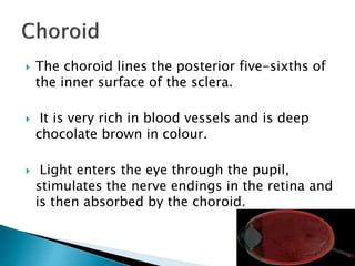  The choroid lines the posterior five-sixths of
the inner surface of the sclera.
 It is very rich in blood vessels and is deep
chocolate brown in colour.
 Light enters the eye through the pupil,
stimulates the nerve endings in the retina and
is then absorbed by the choroid.
 