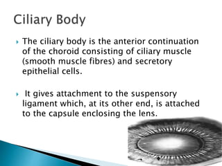  The ciliary body is the anterior continuation
of the choroid consisting of ciliary muscle
(smooth muscle fibres) and secretory
epithelial cells.
 It gives attachment to the suspensory
ligament which, at its other end, is attached
to the capsule enclosing the lens.
 