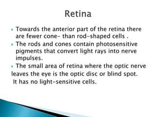  Towards the anterior part of the retina there
are fewer cone- than rod-shaped cells .
 The rods and cones contain photosensitive
pigments that convert light rays into nerve
impulses.
 The small area of retina where the optic nerve
leaves the eye is the optic disc or blind spot.
It has no light-sensitive cells.
 