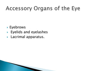  Eyebrows
 Eyelids and eyelashes
 Lacrimal apparatus.
 
