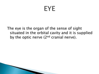 The eye is the organ of the sense of sight
situated in the orbital cavity and it is supplied
by the optic nerve (2nd cranial nerve).
 
