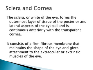 The sclera, or white of the eye, forms the
outermost layer of tissue of the posterior and
lateral aspects of the eyeball and is
continuous anteriorly with the transparent
cornea.
It consists of a firm fibrous membrane that
maintains the shape of the eye and gives
attachment to the extraocular or extrinsic
muscles of the eye.
 