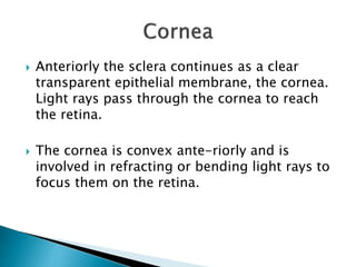  Anteriorly the sclera continues as a clear
transparent epithelial membrane, the cornea.
Light rays pass through the cornea to reach
the retina.
 The cornea is convex ante-riorly and is
involved in refracting or bending light rays to
focus them on the retina.
 