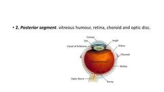 Eye anatomy | PPTX