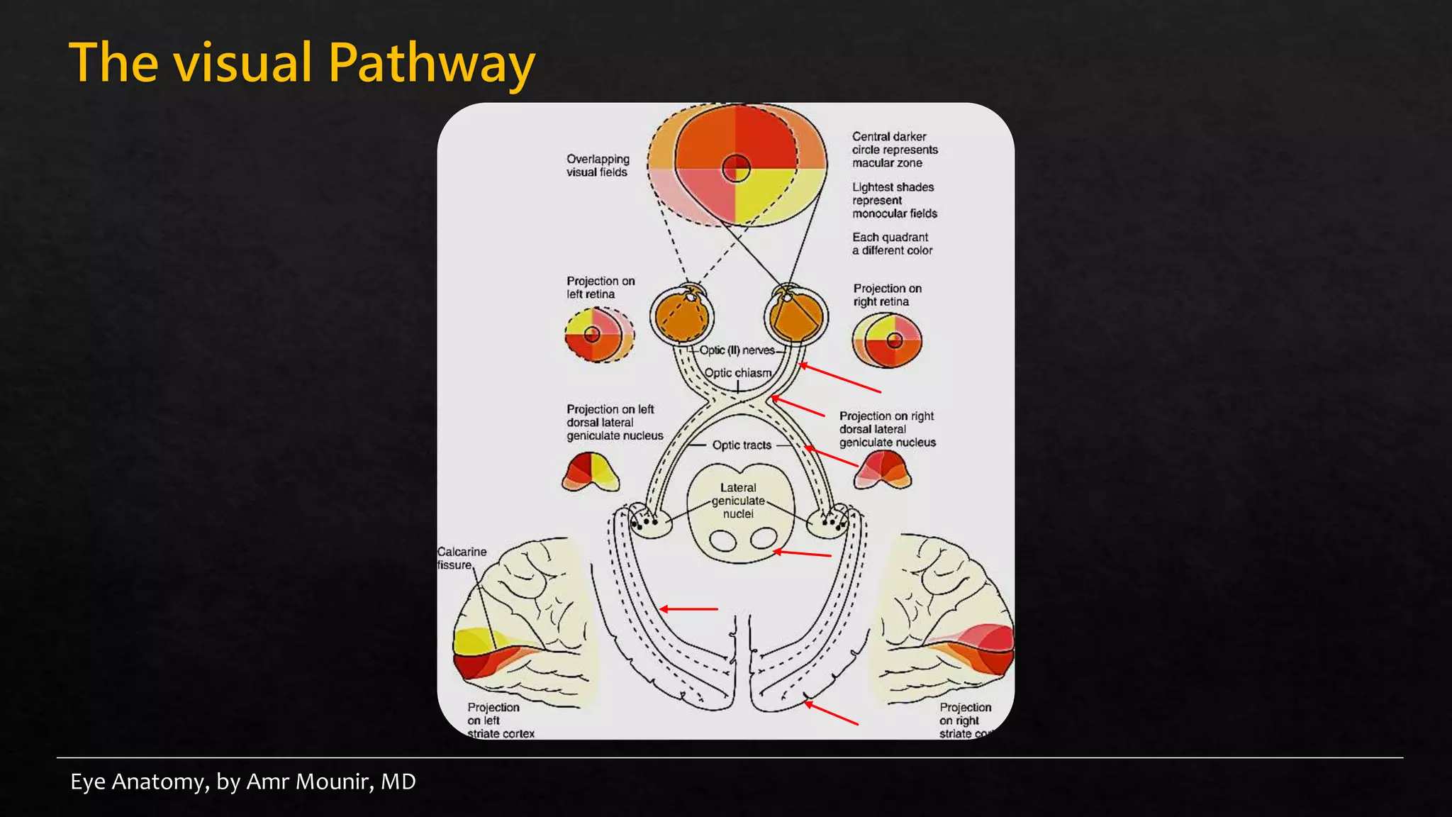 Eye anatomy | PPT