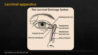 Eye anatomy | PPTX