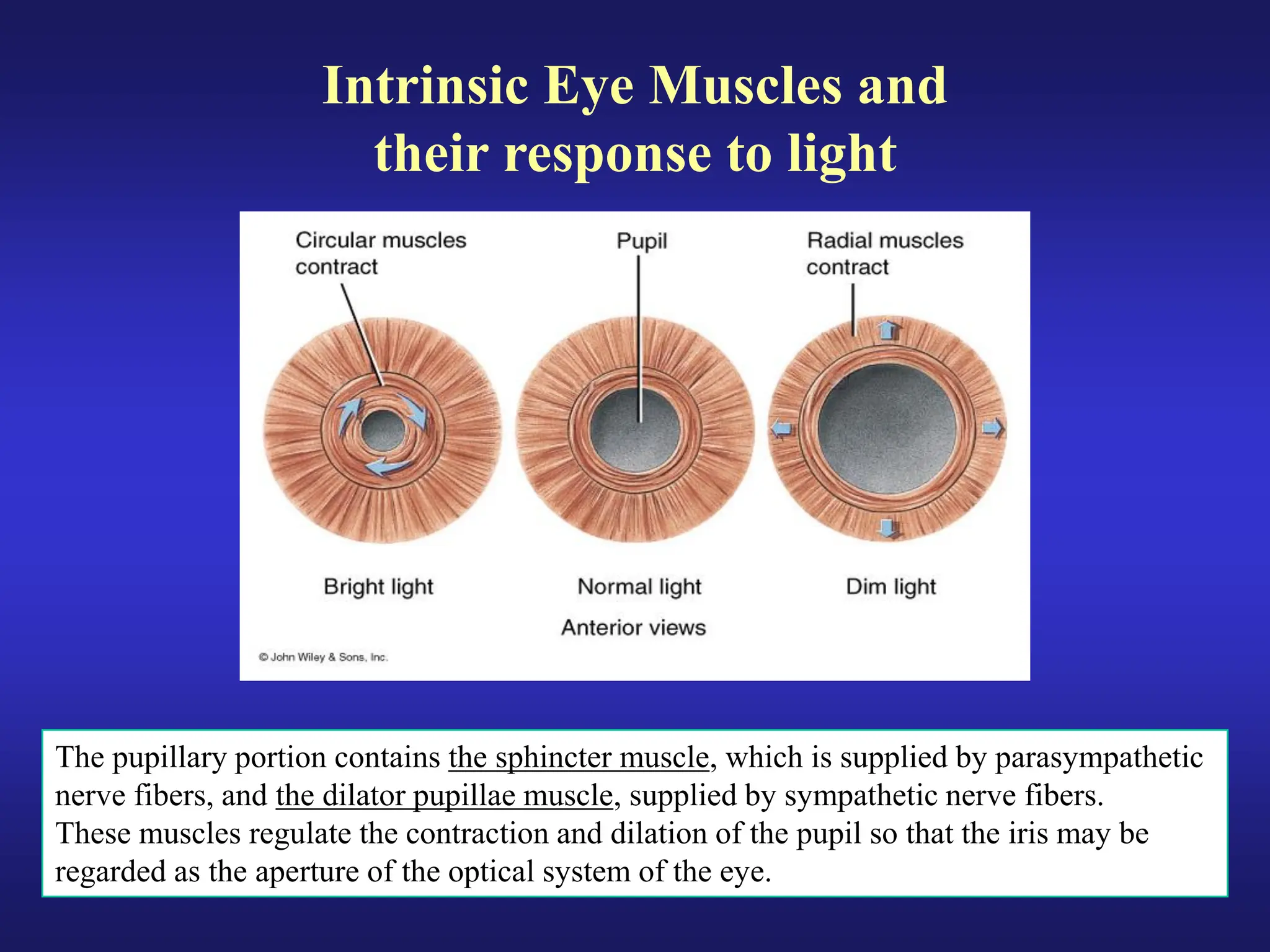 Eye anatomy.pdf eye retina sclera eye layers | PDF