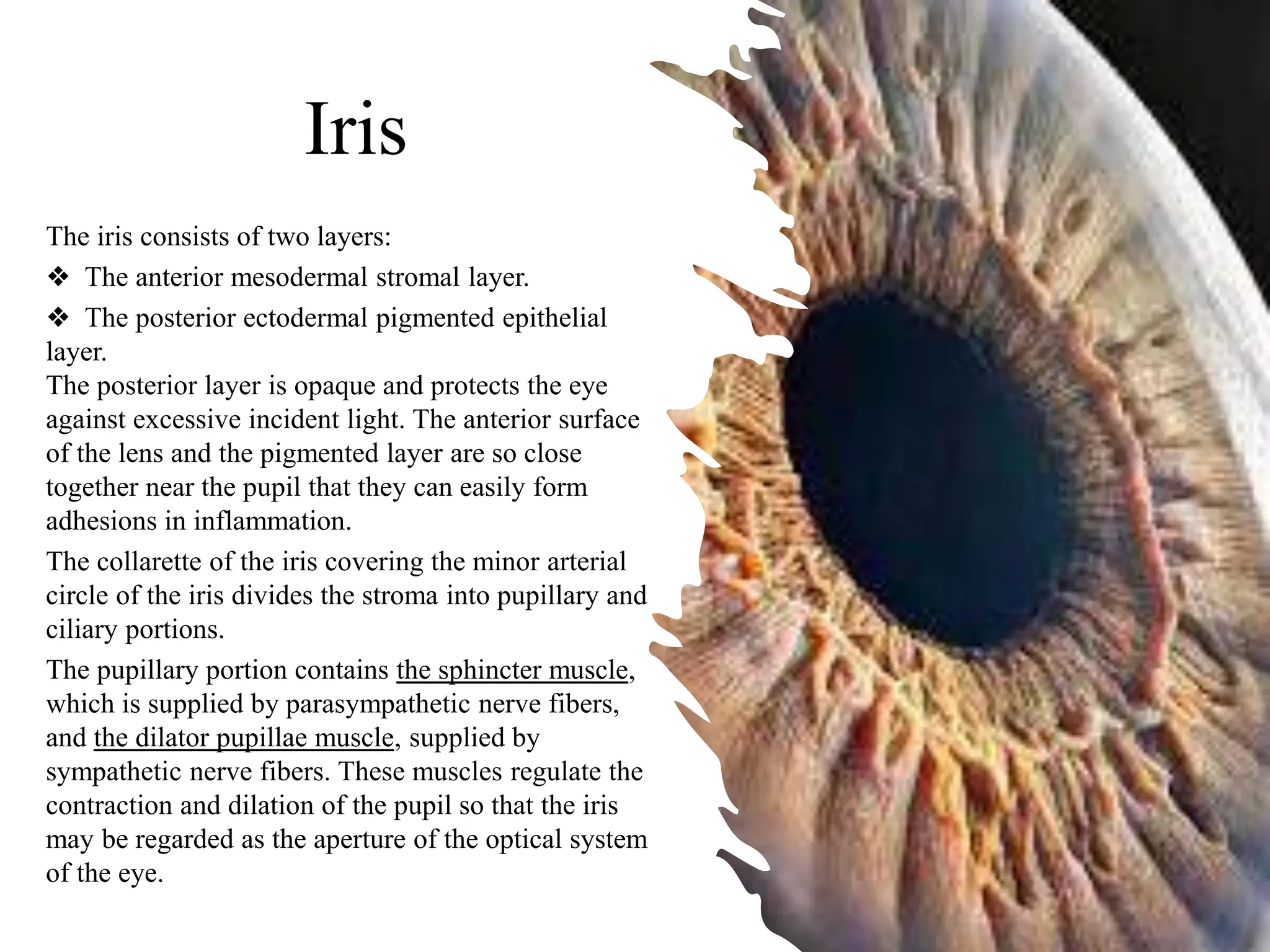 Eye anatomy.pdf eye retina sclera eye layers | PDF