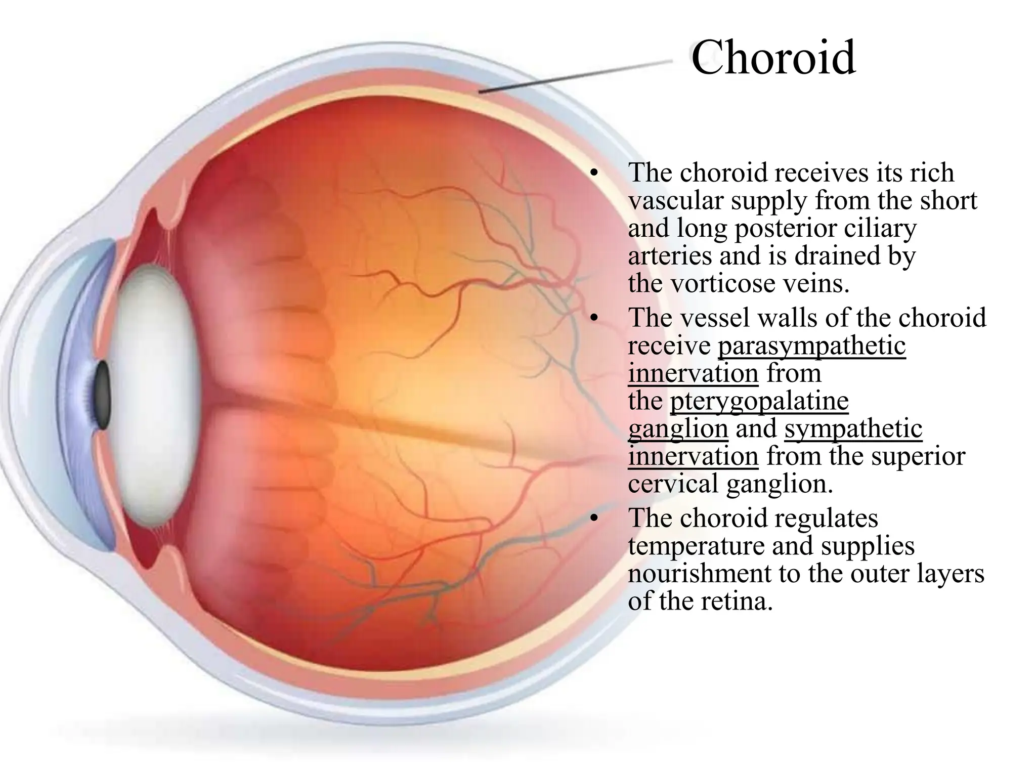 Eye anatomy.pdf sclera retina layers of eye | PDF