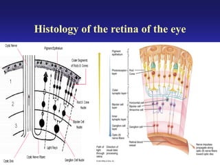 Eye anatomy.pdf sclera retina layers of eye | PDF