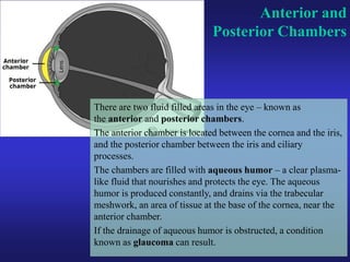 Eye anatomy.pdf sclera retina layers of eye | PDF
