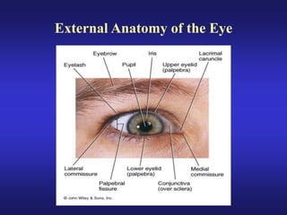 Eye anatomy.pdf sclera retina layers of eye | PDF