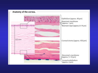 Eye anatomy.pdf sclera retina layers of eye | PDF