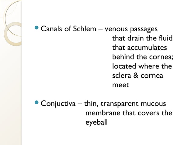 Ppt On Eye Anatomy