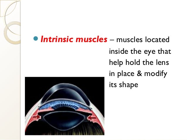 ppt on Eye anatomy