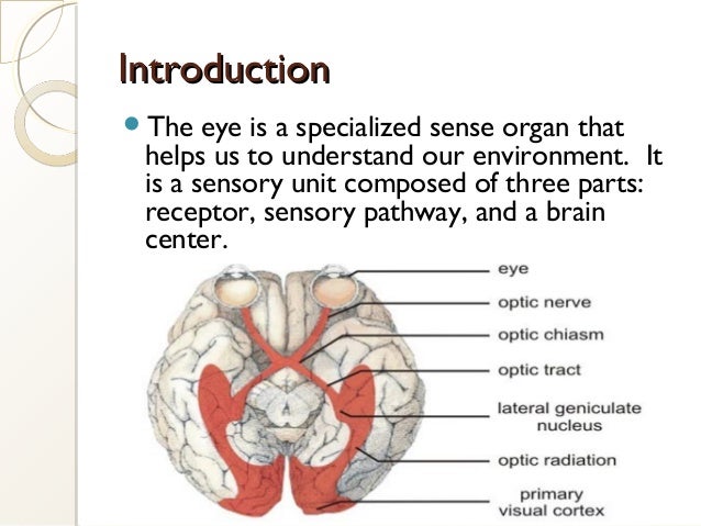 Anatomy Of Sense Organs Ppt Gallery - How To Guide And 
