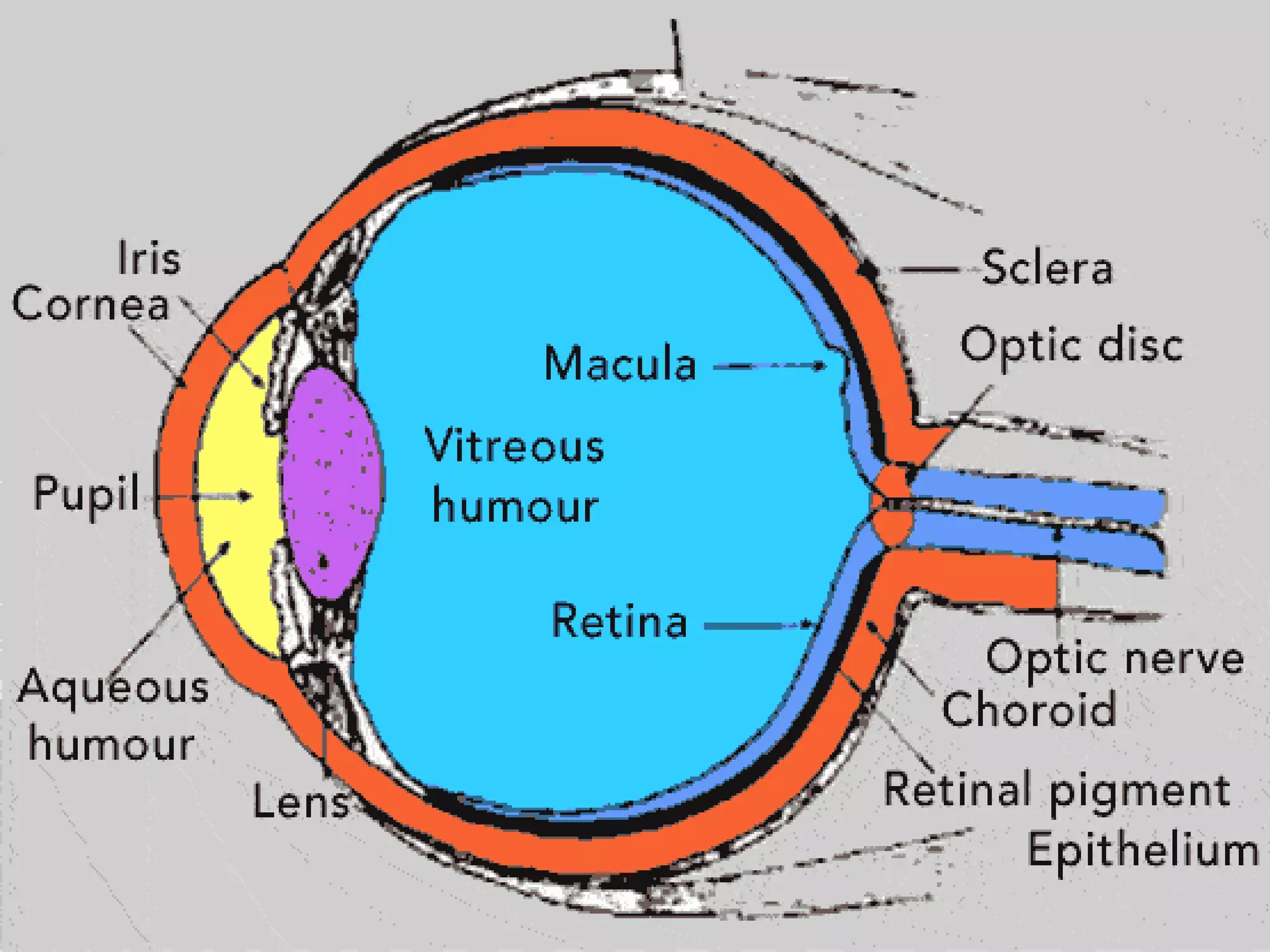 Eye Anatomy Physiology Pptx