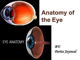 Anatomy of
the Eye
BY:
Parita Jayswal
 