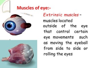 Muscles of eye:-
Extrinsic muscles –
muscles located
outside of the eye
that control certain
eye movements such
as moving the eyeball
from side to side or
rolling the eyes
 