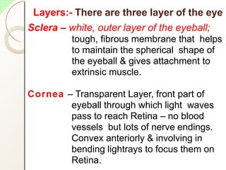 Layers:- There are three layer of the eye
Sclera – white, outer layer of the eyeball;
tough, fibrous membrane that helps
to maintain the spherical shape of
the eyeball & gives attachment to
extrinsic muscle.
Cornea – Transparent Layer, front part of
eyeball through which light waves
pass to reach Retina – no blood
vessels but lots of nerve endings.
Convex anteriorly & involving in
bending lightrays to focus them on
Retina.
 