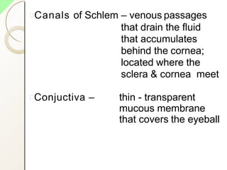 Canals of Schlem – venous passages
that drain the fluid
that accumulates
behind the cornea;
located where the
sclera & cornea meet
Conjuctiva – thin - transparent
mucous membrane
that covers the eyeball
 