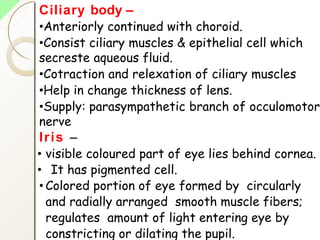 Ciliary body –
•Anteriorly continued with choroid.
•Consist ciliary muscles & epithelial cell which
secreste aqueous fluid.
•Cotraction and relexation of ciliary muscles
•Help in change thickness of lens.
•Supply: parasympathetic branch of occulomotor
nerve
Iris –
• visible coloured part of eye lies behind cornea.
• It has pigmented cell.
• Colored portion of eye formed by circularly
and radially arranged smooth muscle fibers;
regulates amount of light entering eye by
constricting or dilating the pupil.
 