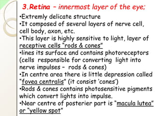 3.Retina – innermost layer of the eye;
•Extremly delicate structure
•It composed of several layers of nerve cell,
cell body, axon, etc.
•This layer is highly sensitive to light, layer of
receptive cells “rods & cones”
•lines its surface and contains photoreceptors
(cells responsible for converting light into
nerve impulses – rods & cones)
•In centre area there is little depression called
“fovea centralis” (it consist ‘cones’)
•Rods & cones contains photosensitive pigments
which convert lights into impulse.
•Near centre of posterier part is “macula lutea”
or “yellow spot”
 