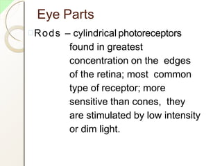 Eye Parts
Rods – cylindrical photoreceptors
found in greatest
concentration on the edges
of the retina; most common
type of receptor; more
sensitive than cones, they
are stimulated by low intensity
or dim light.
 