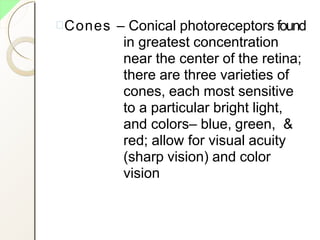 Cones – Conical photoreceptors found
in greatest concentration
near the center of the retina;
there are three varieties of
cones, each most sensitive
to a particular bright light,
and colors– blue, green, &
red; allow for visual acuity
(sharp vision) and color
vision
 