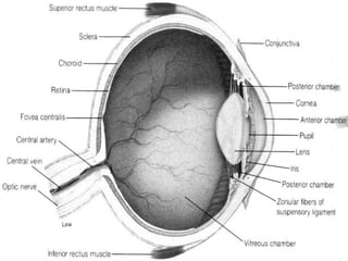 Eye Parts -
Diagram
 