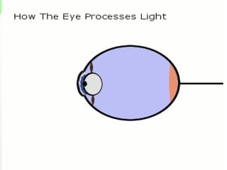 Eye Anatomy & Physiology 