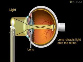 Eye Anatomy & Physiology 