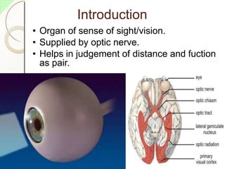 Introduction
• Organ of sense of sight/vision.
• Supplied by optic nerve.
• Helps in judgement of distance and fuction
as pair.
 