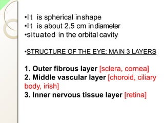 •I t is spherical inshape
•I t is about 2.5 cm indiameter
•situated in the orbital cavity
•STRUCTURE OF THE EYE: MAIN 3 LAYERS
1. Outer fibrous layer [sclera, cornea]
2. Middle vascular layer [choroid, ciliary
body, irish]
3. Inner nervous tissue layer [retina]
 