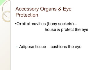 Accessory Organs & Eye
Protection
•Orbital cavities (bony sockets) –
house & protect the eye
• Adipose tissue – cushions the eye
 