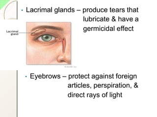 • Lacrimal glands – produce tears that
lubricate & have a
germicidal effect
• Eyebrows – protect against foreign
articles, perspiration, &
direct rays of light
 