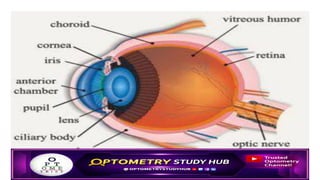 EYE 👁️ ANATOMY Optometry Notes (1).pdf