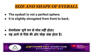 EYE 👁️ ANATOMY Optometry Notes (1).pdf