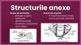 Eye Anatomy minitheme presentation template | PPT