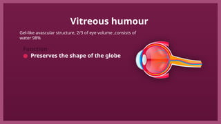 Viterous Humor Function Comprehensive Overview of Human Eye Anatomy and Function | PPTX