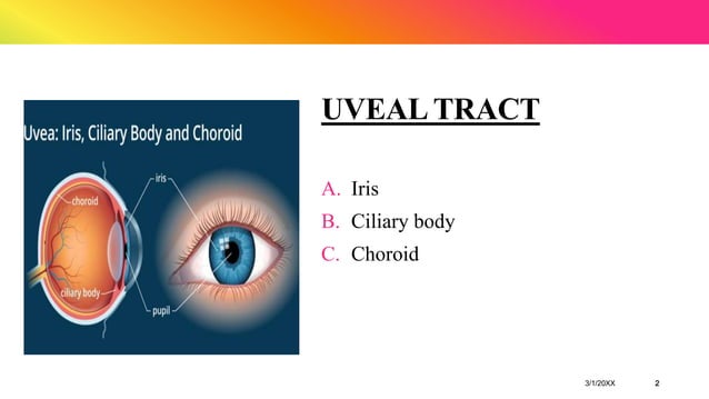 anatomy of uveal tract.pptx