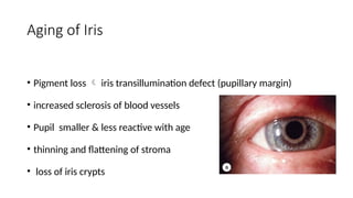 EYE AND AGING POWERPOINT PRESENTATION PPT | PPTX