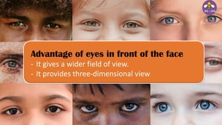 Correction
Advantage of eyes in front of the face
- It gives a wider field of view.
- It provides three-dimensional view
 