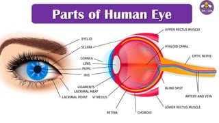 Parts of Human Eye
 
